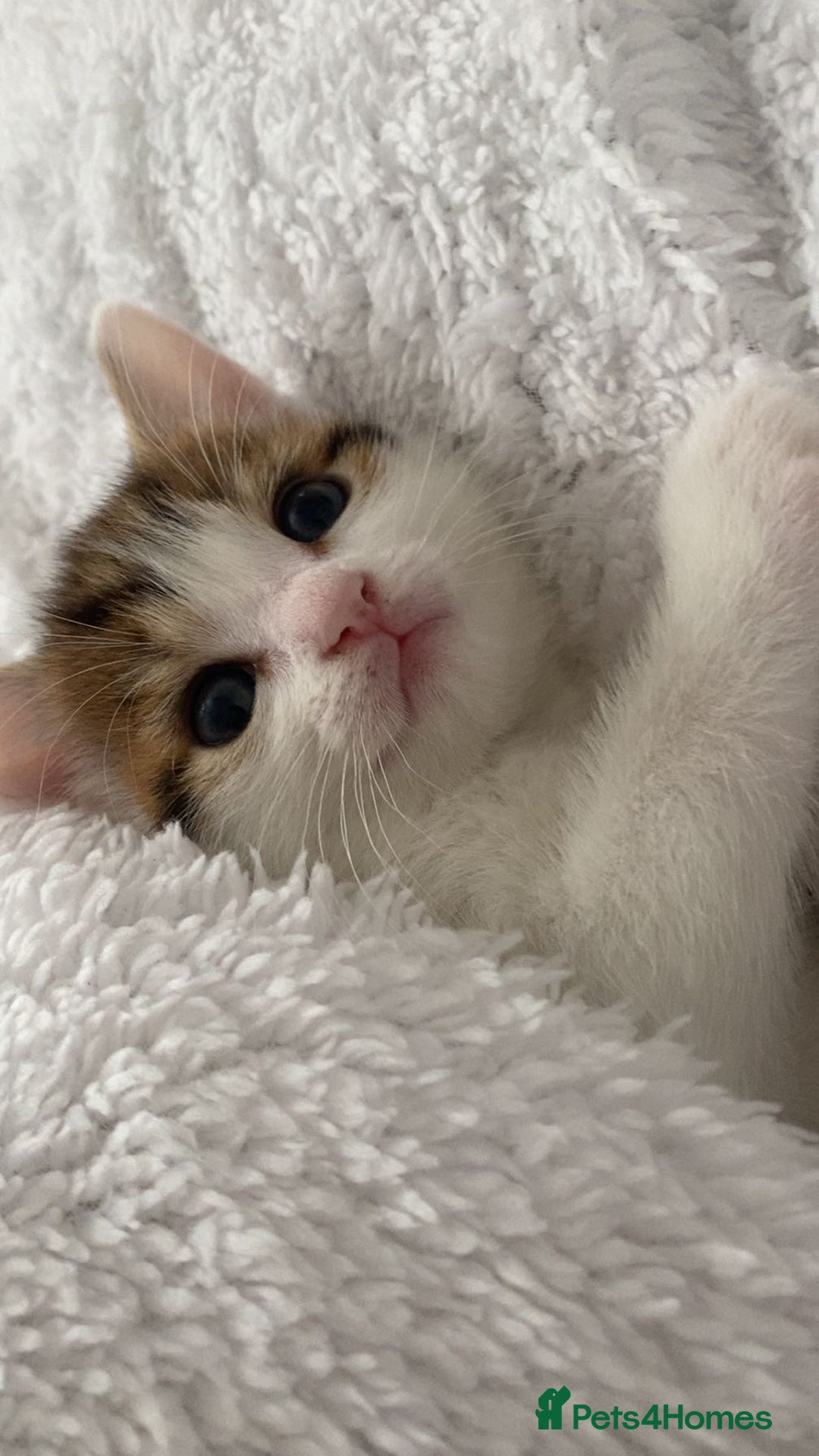 Domestic Shorthair cats for sale: Female kittens  - Image 3