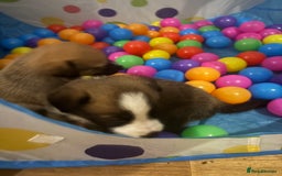 Mixed Breed dogs for sale: Lurcher x German Shepard puppies forsale - Image 29