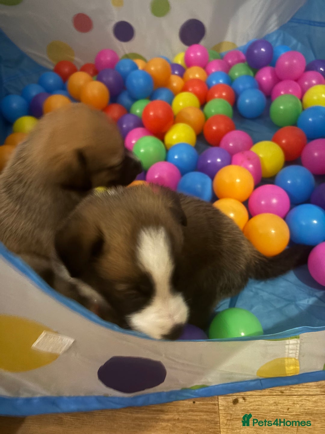 Mixed Breed dogs for sale: Lurcher x German Shepard puppies forsale - Image 29