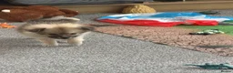 Pomeranian dogs for sale: Beautiful Russian line pomperanians - Advert 14