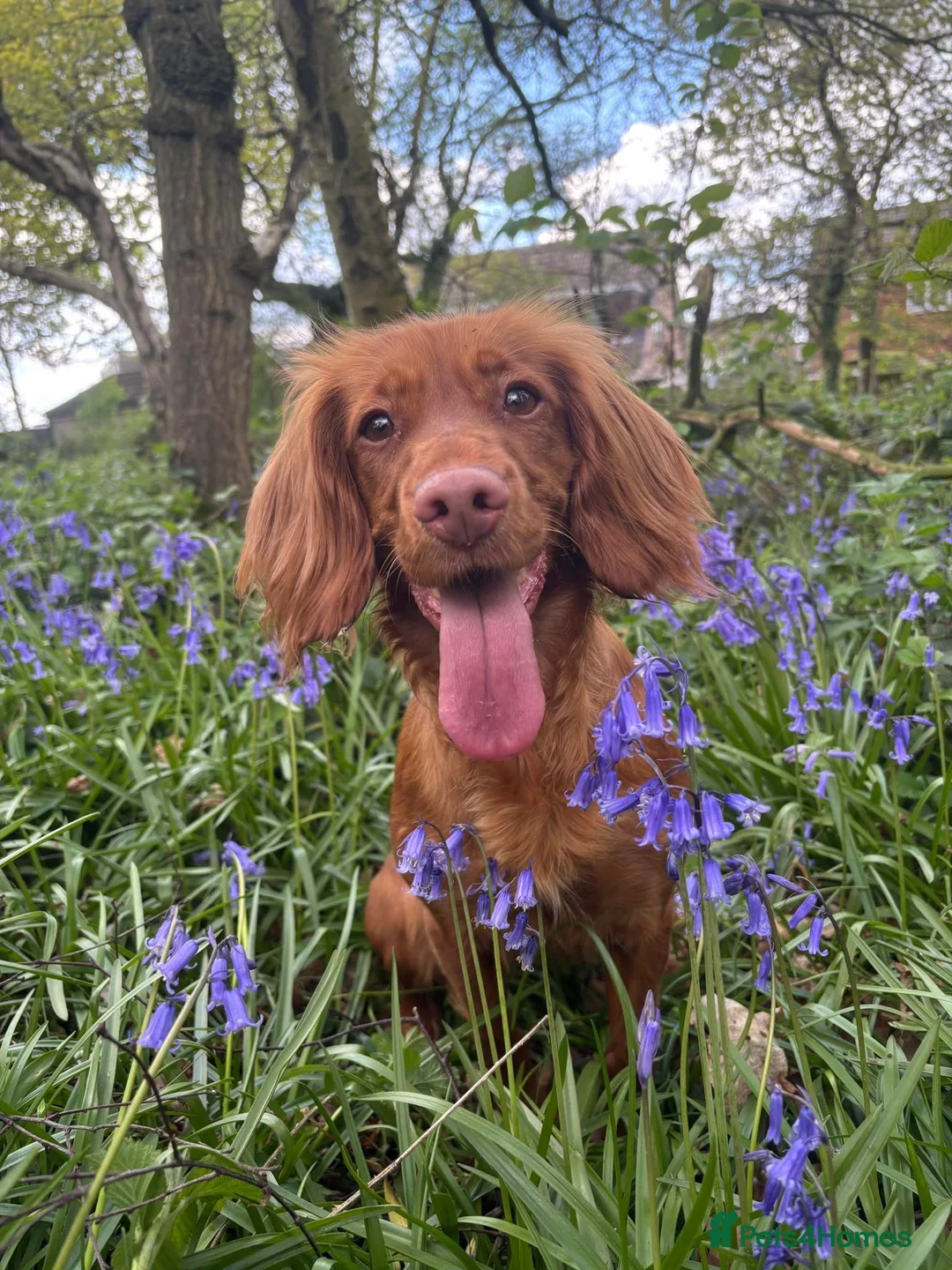 Cocker Spaniel dogs for sale: CHUNKY RED WORKING COCKER SPANIEL PUPPIES  - Advert 2