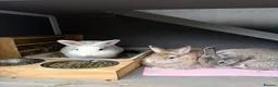 Netherland Dwarf rabbits for sale: 2 female rabbits  in Plymouth - Advert 5