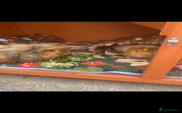 Guinea Pig rodents for sale: 6 male Guinea pig with hutch  - Image 3