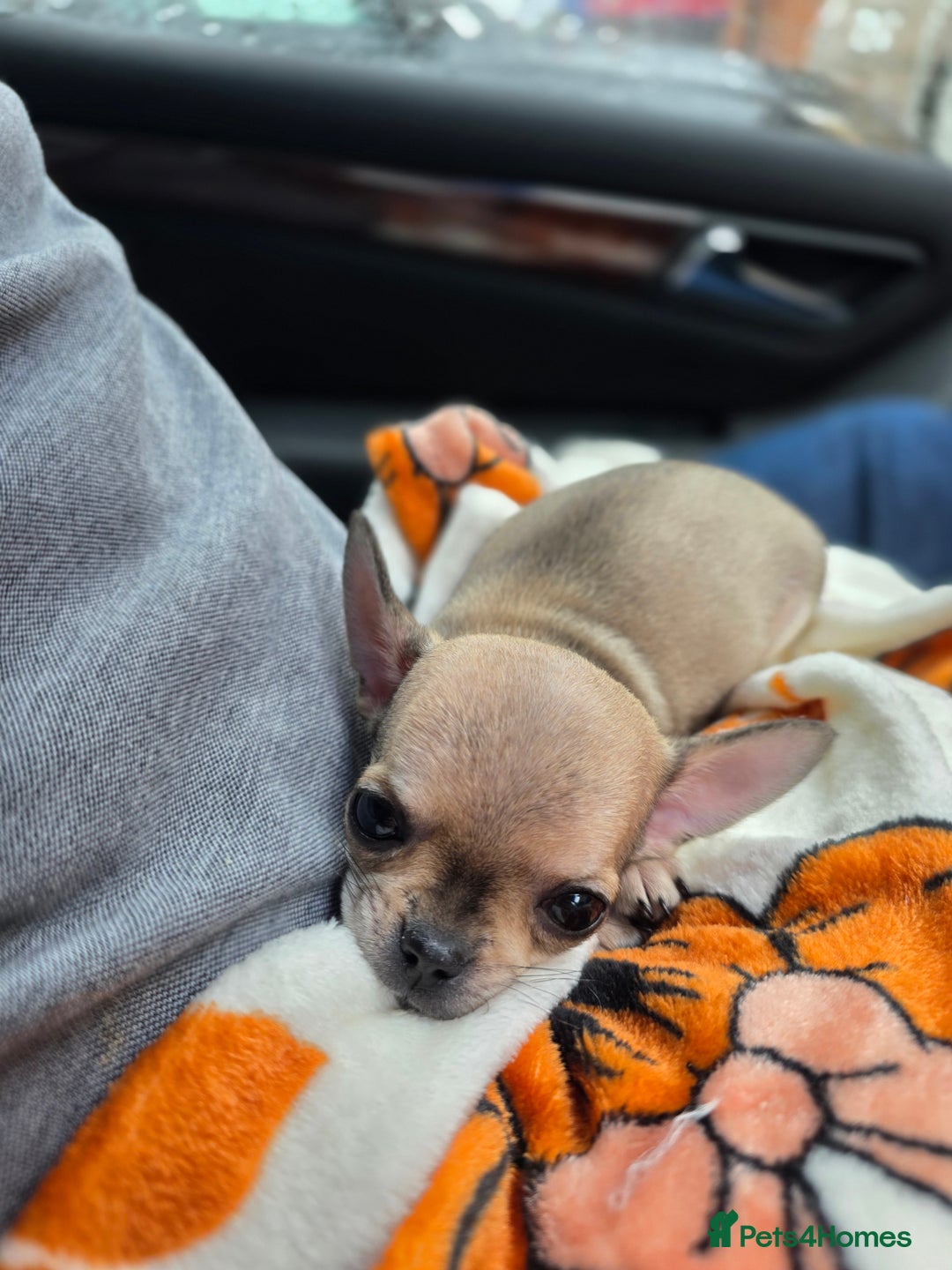 Chihuahua dogs for sale: 🌟 KC Registered 🌟 Smooth Sable Chiuahua 🐕 - Advert 22