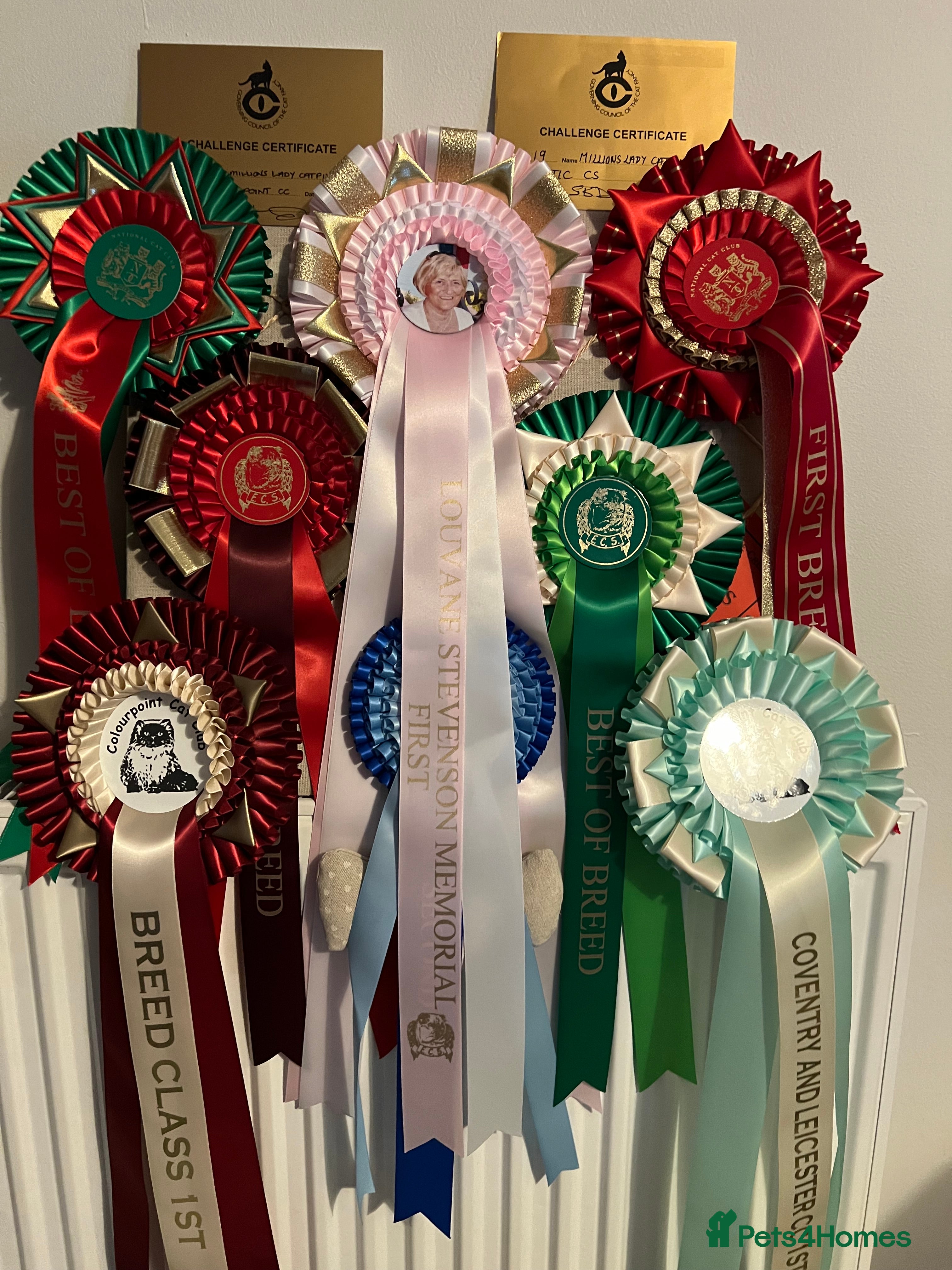 Exotic cats Beautiful chunky big eyed Exotic kittens - Advert 1