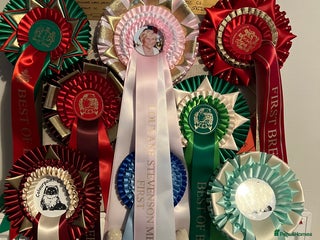 Exotic cats Beautiful chunky big eyed Exotic kittens - Advert 1