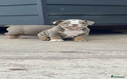 English Bulldog dogs for sale: 6 English Bulldog Puppies for sale - Image 2