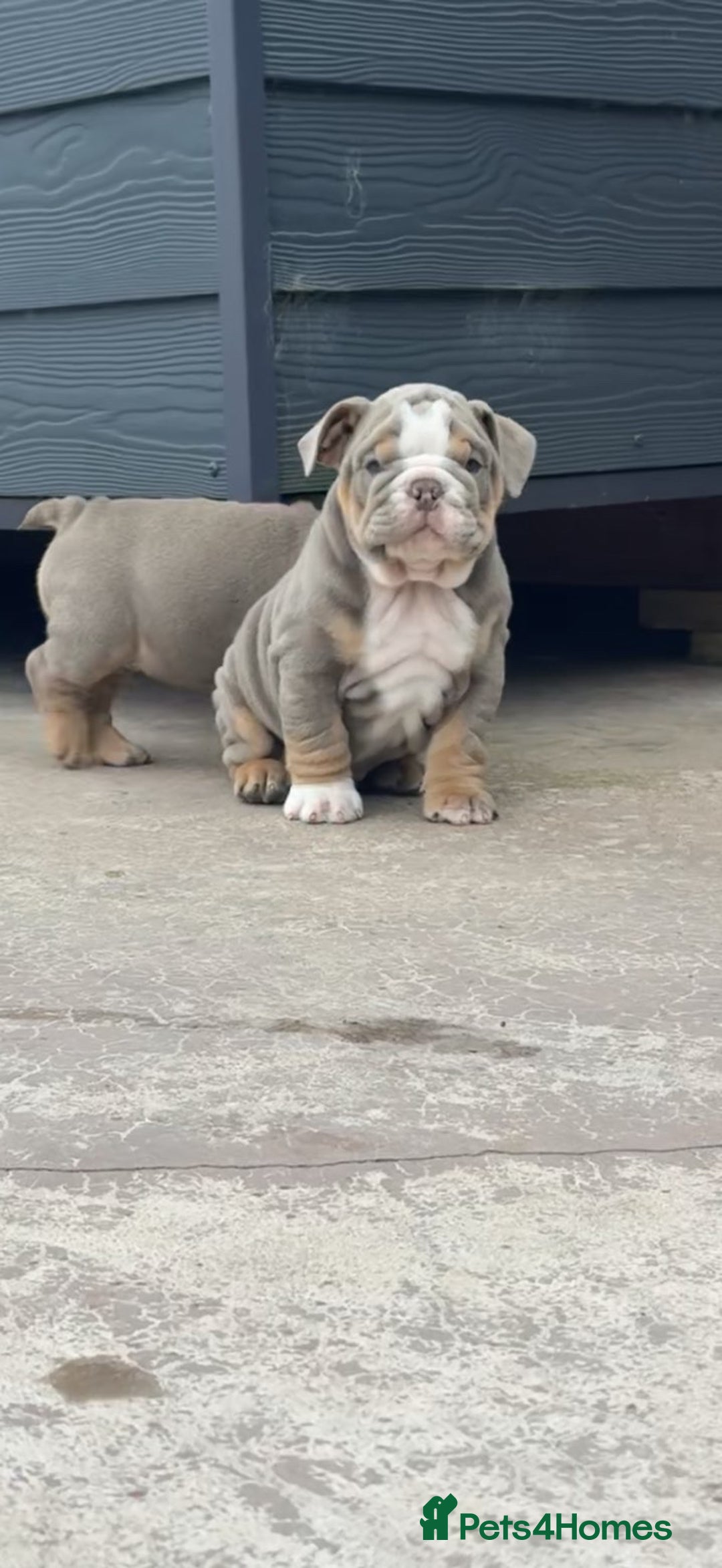 English Bulldog dogs for sale: 6 English Bulldog Puppies for sale - Image 2