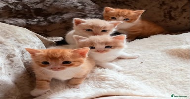 Maine Coon cats - Advert 11