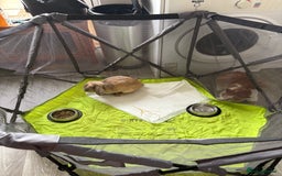 Cashmere Lop rabbits for sale: Mini cashmere lop (male) - Image 5