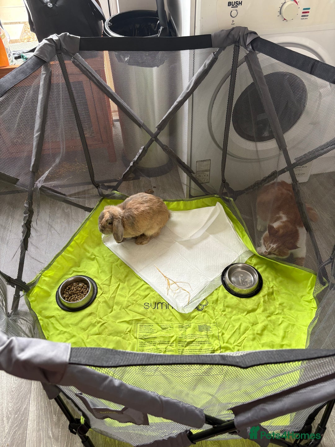 Cashmere Lop rabbits for sale: Mini cashmere lop (male) - Image 5