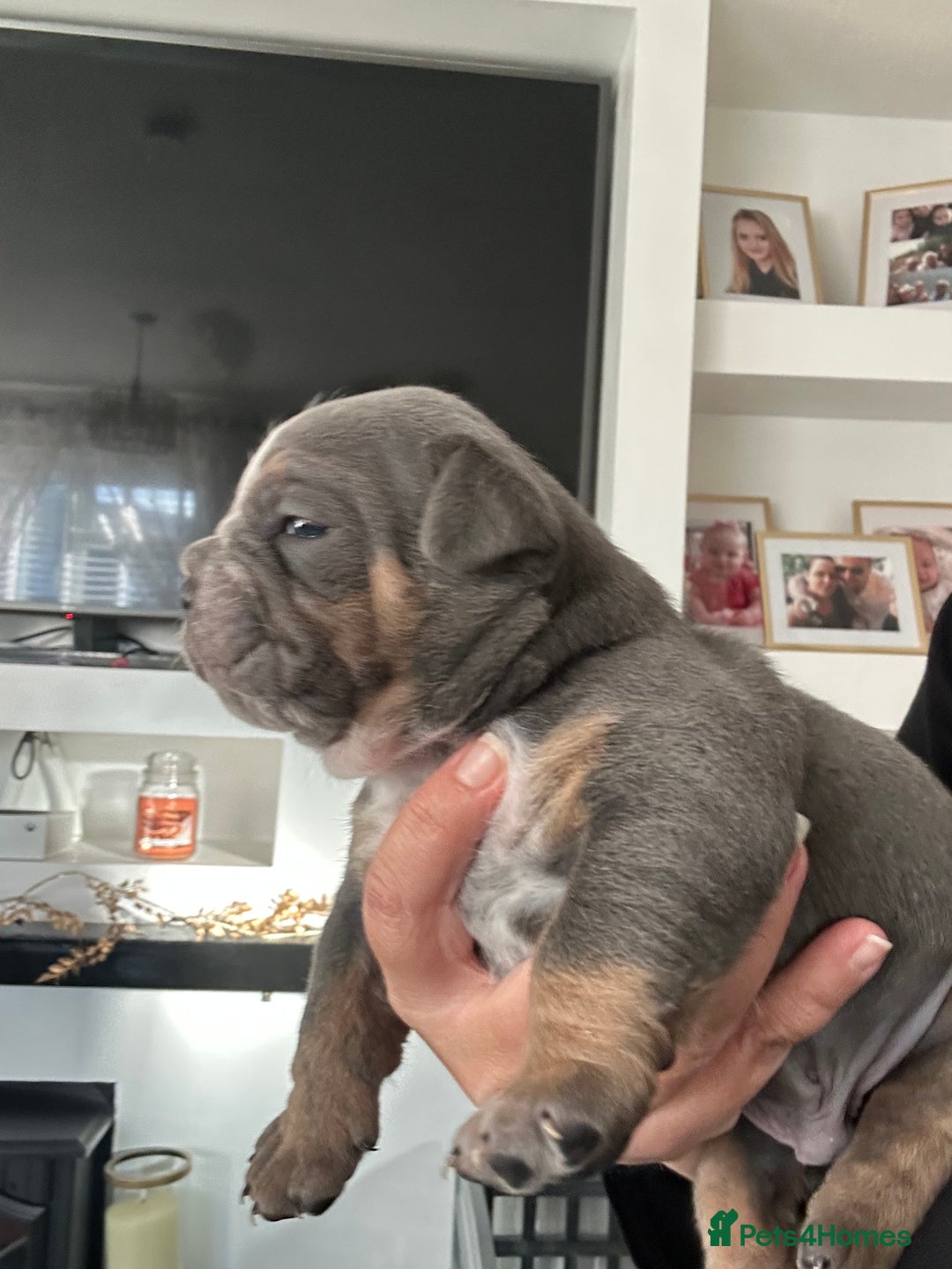 English Bulldog dogs for sale: Beautiful Olde English bulldogs  - Image 7