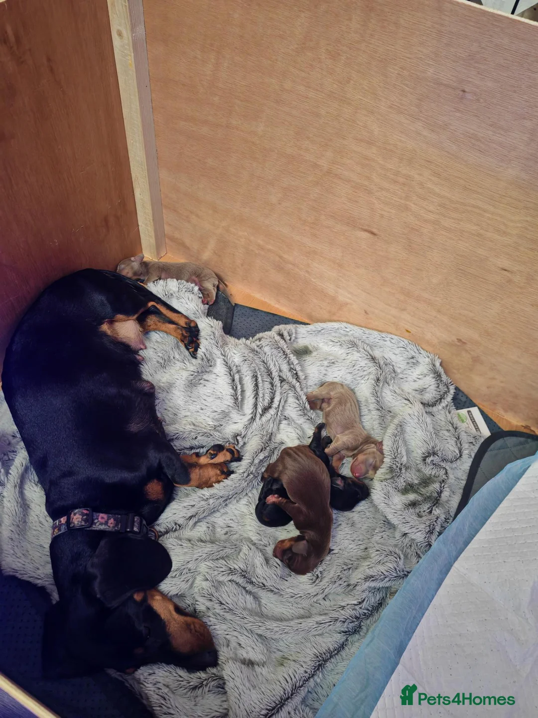 Miniature Dachshund dogs for sale: Beautiful miniature dachshund puppies - Advert 2