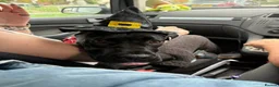 Mixed Breed dogs for sale: 1 year old cane corso x in Selby - Advert 4