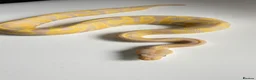 Python Snake reptiles for sale: Candy-Leo-66% het Pied Female - Advert 4
