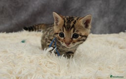 Bengal cats for sale: 🔥Stunning Bengals ready for reservation🔥 - Image 7