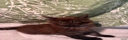 Maine Coon cats for sale: Stunning Maine coon kittens  - Advert 12