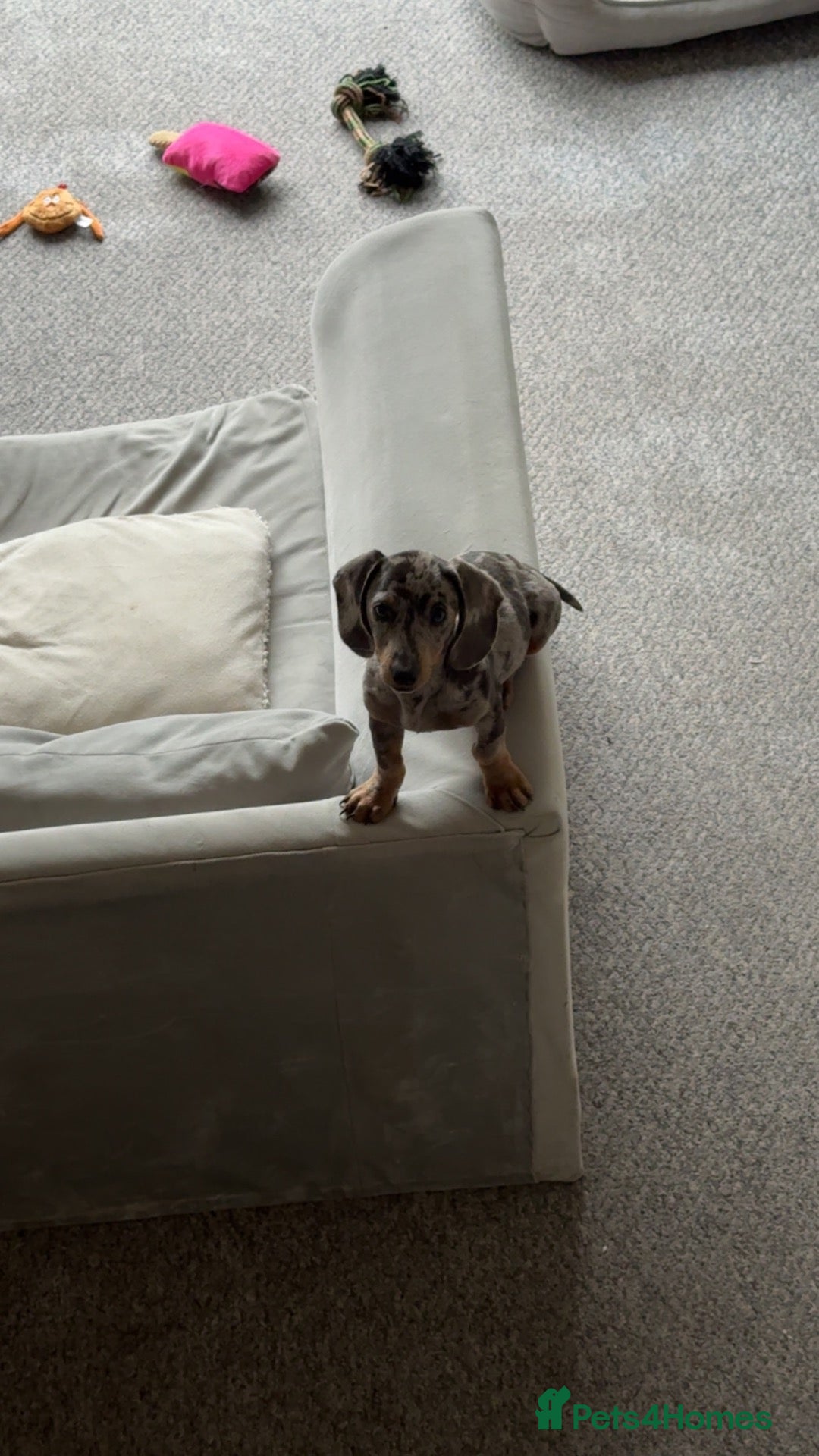 Dachshund dogs Beautiful reggie - Advert 1