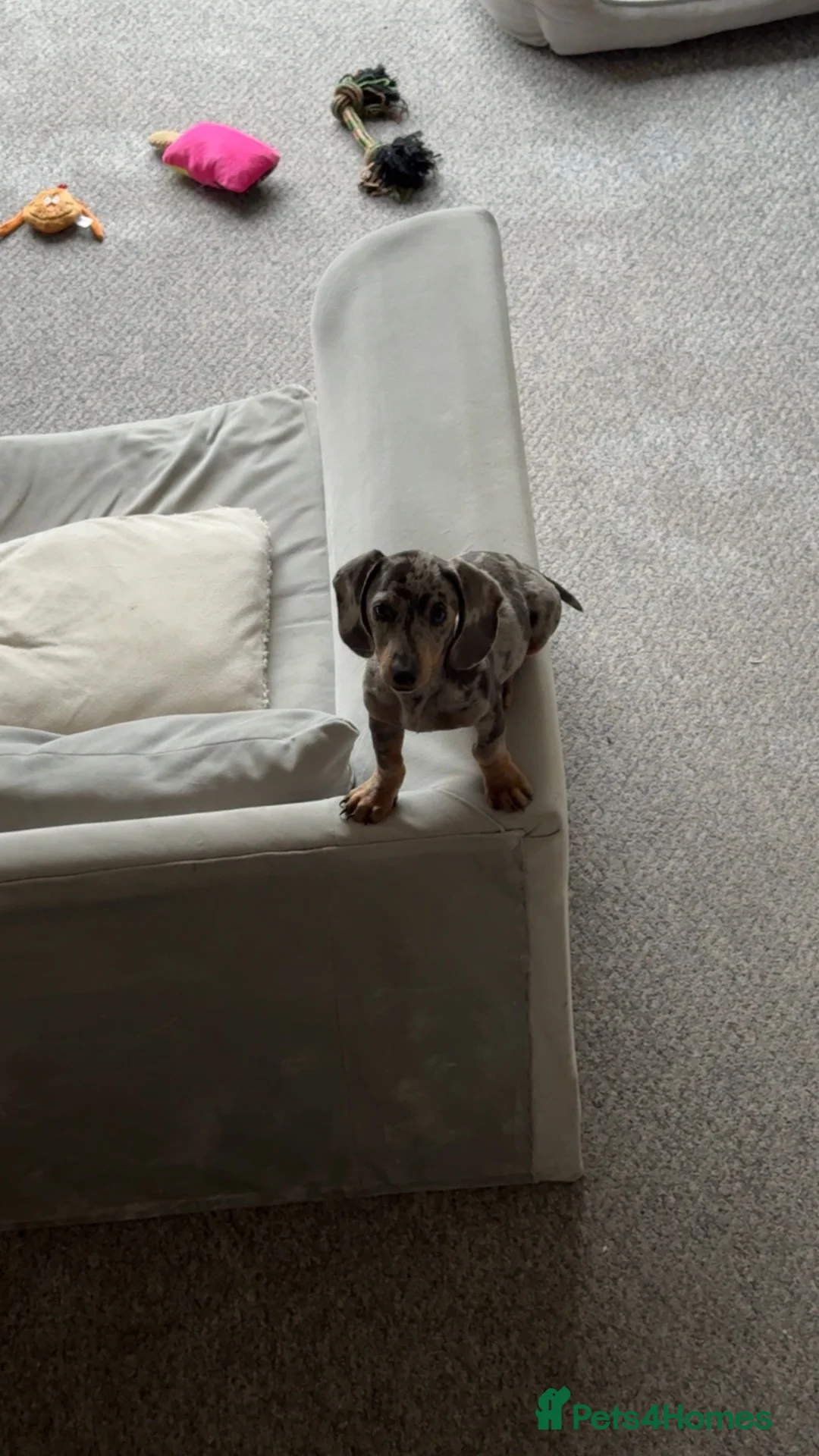 Dachshund dogs for sale: Beautiful reggie - Advert 1