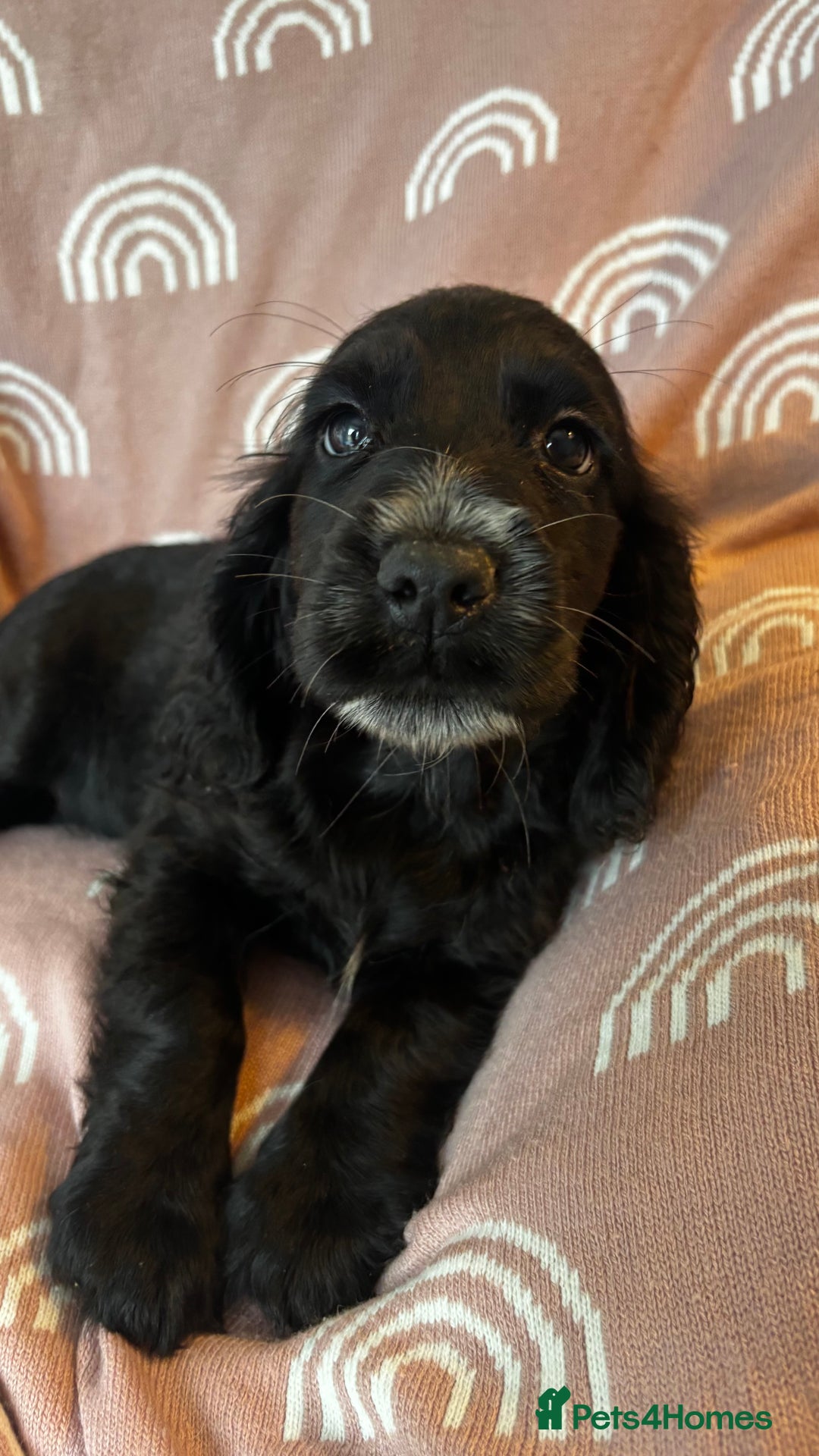 Cocker Spaniel dogs for sale: Cute cocker spaniels  - Advert 10