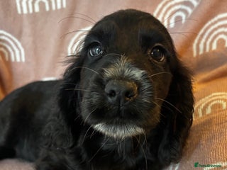 Cocker Spaniel dogs Cute cocker spaniels READY NOW OPEN TO VIEW - Advert 2