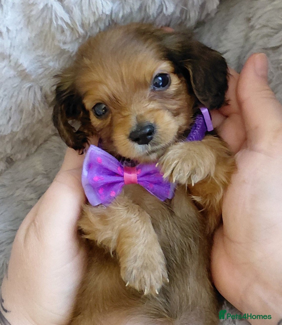 Miniature Dachshund dogs Longhaired Miniature Dachshunds - Advert 5