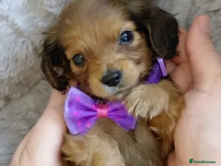 Miniature Dachshund dogs Longhaired Miniature Dachshunds - Advert 5