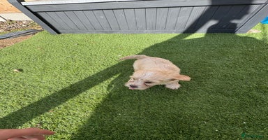 Mixed Breed dogs - Advert 5