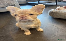 French Bulldog dogs for sale: 3 French bulldog puppies  - Image 9