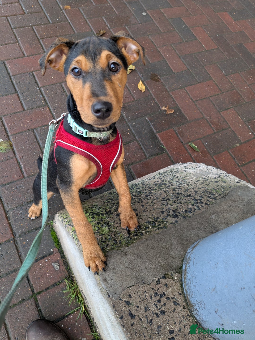 Patterjack dogs for sale: Rio ( terrier mix)  - Advert 6