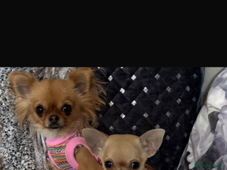 Chihuahua dogs - Advert 2