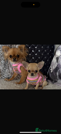 Chihuahua dogs - Advert 3