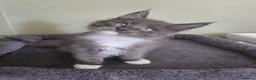 Maine Coon cats for sale: GCCF Registered Maine Coon Kittens  - Advert 23