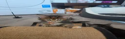 Maine Coon cats for sale: Beautiful purebred Main Coons kittens for sale  - Advert 22