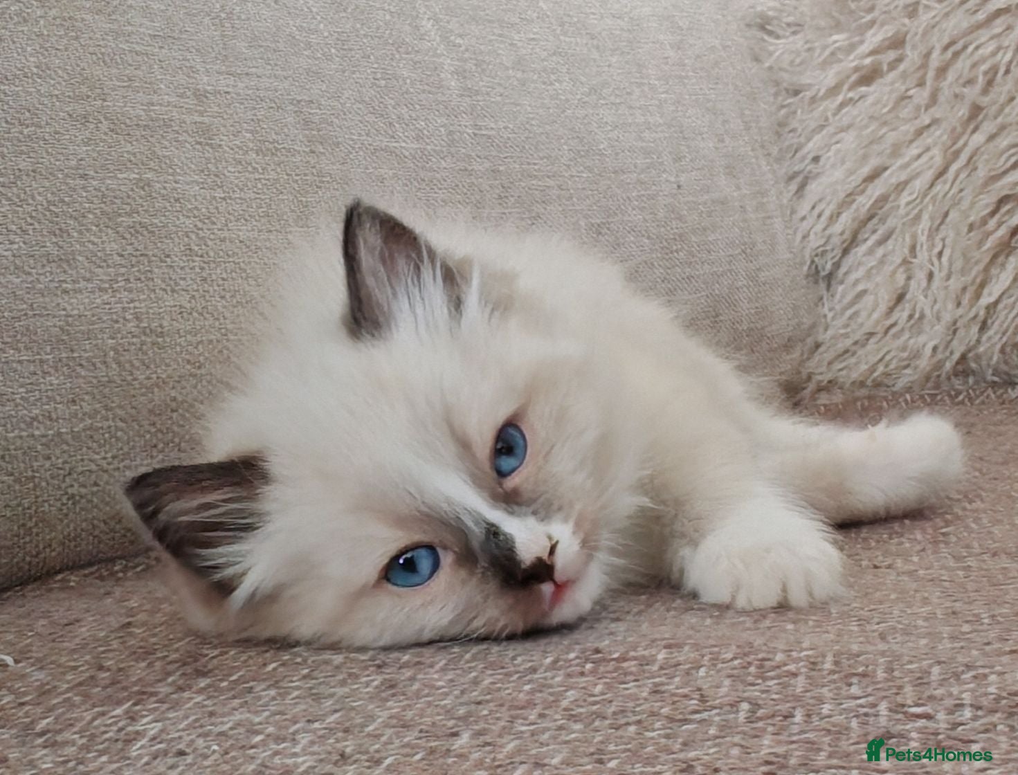 Ragdoll cats Ragdoll kittens  - Advert 3
