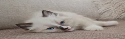 Ragdoll cats for sale: Ragdoll kittens  - Advert 3