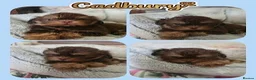 Shih Tzu dogs for stud: Stunning Lavender Dobie Shih Tzu - Advert 11