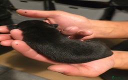 Pug dogs for sale: KC Pug puppies 4 girls 3 boys - Image 26