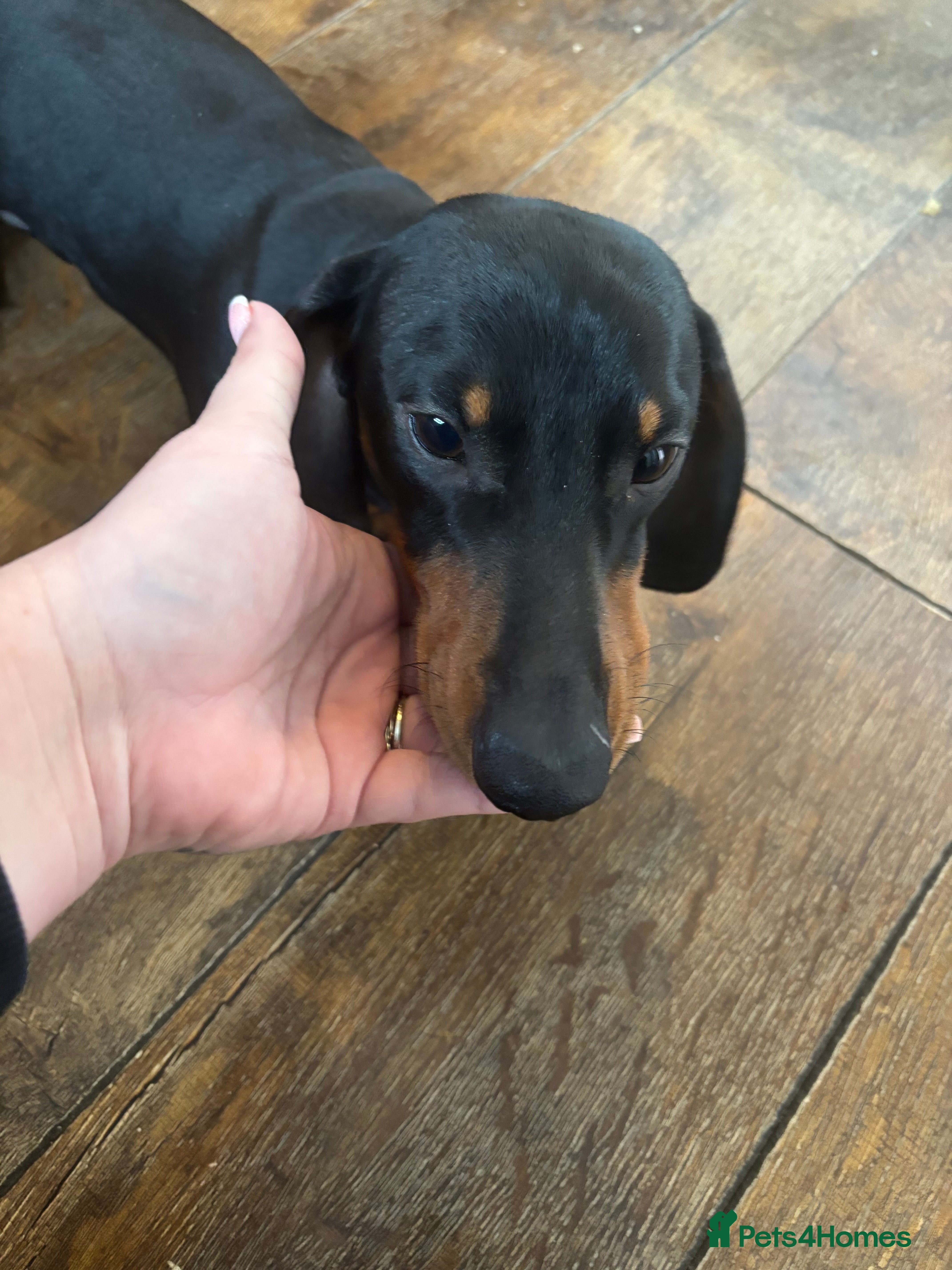 Miniature Dachshund dogs Black & Tan Miniature Dachshund *FOR STUD* - Advert 1