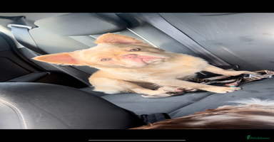French Bulldog dogs - Advert 8