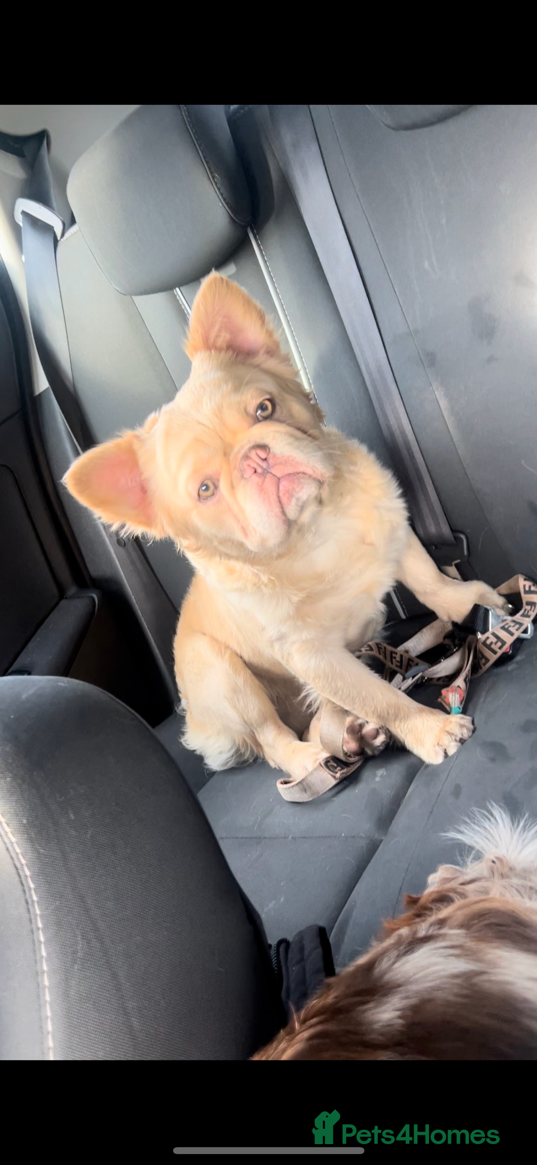 French Bulldog dogs for sale: Visual fluffy boy for sale carrying pink &testable - Image 2