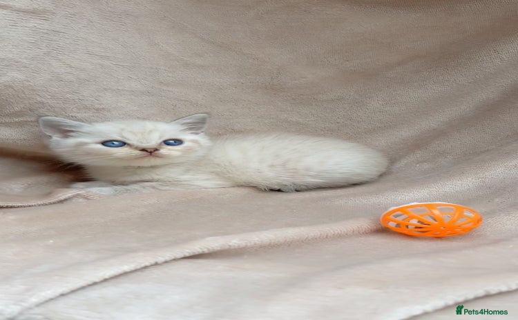 British Shorthair cats - Advert 6
