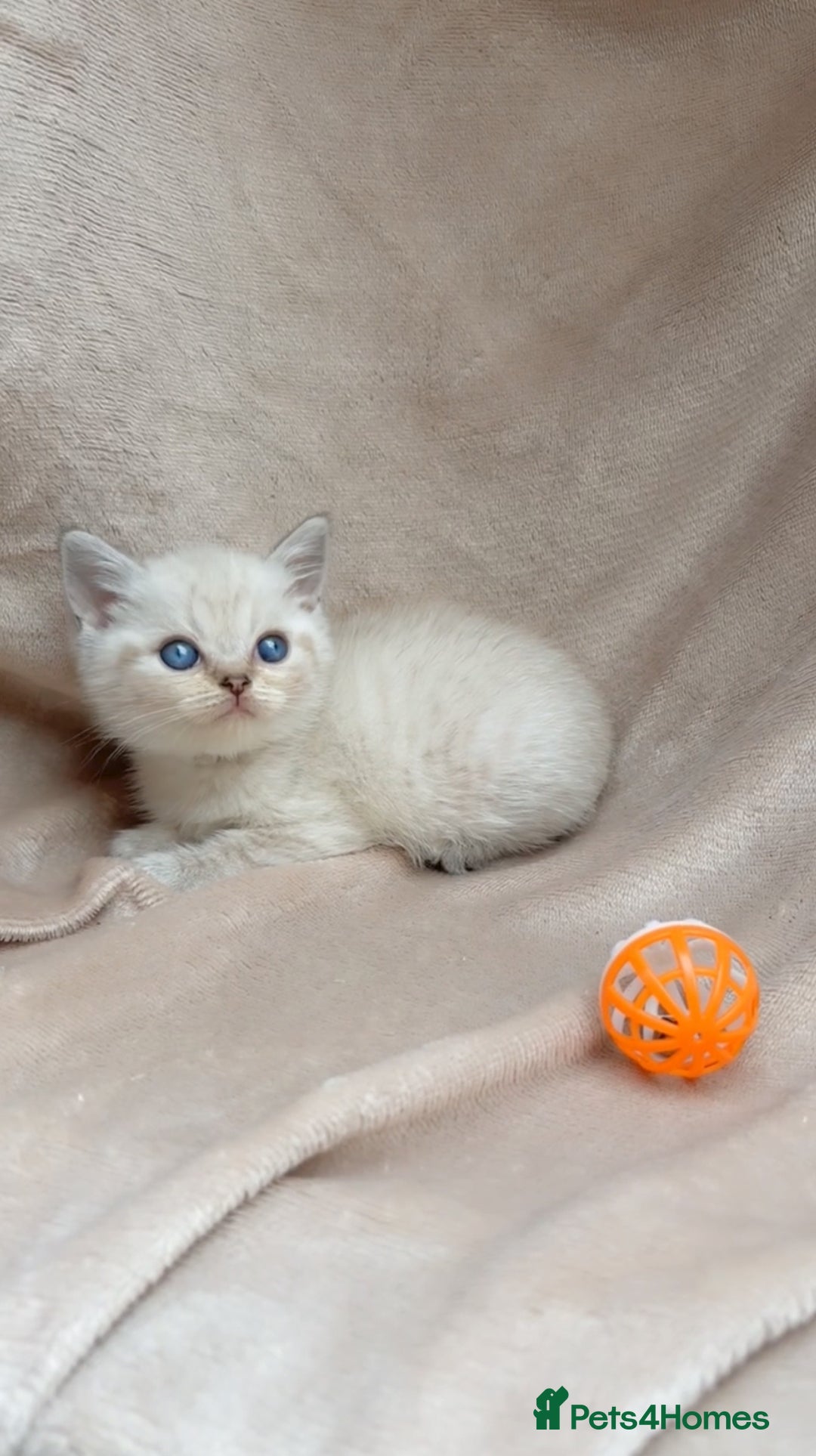 British Shorthair cats for sale: Blue eyed creme/white British shorthair kittens - Image 1
