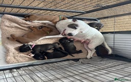 Staffordshire Bull Terrier dogs for sale: Staffordshire Bull Terrier Puppies - Image 23