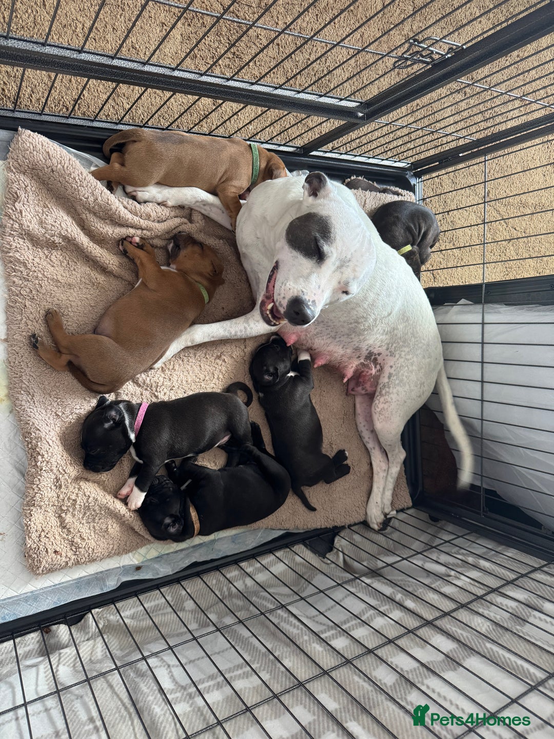 Staffordshire Bull Terrier dogs for sale: Staffordshire Bull Terrier Puppies - Image 23