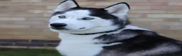 Siberian Husky dogs for sale: Siberian Huskies- BIG and WOOLY (4 Female, 1 Male) - Advert 6