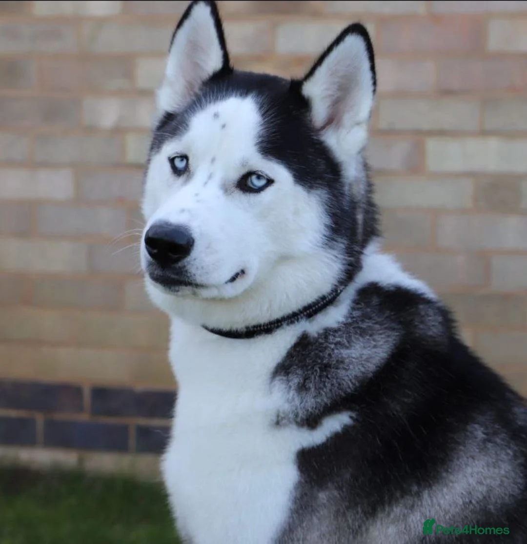 Siberian Husky dogs for sale: Siberian Huskies- BIG and WOOLY (4 Female, 1 Male) - Advert 6