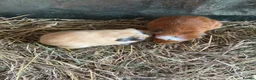 Guinea Pig rodents for sale: Gorgeous guineas available May - Advert 5