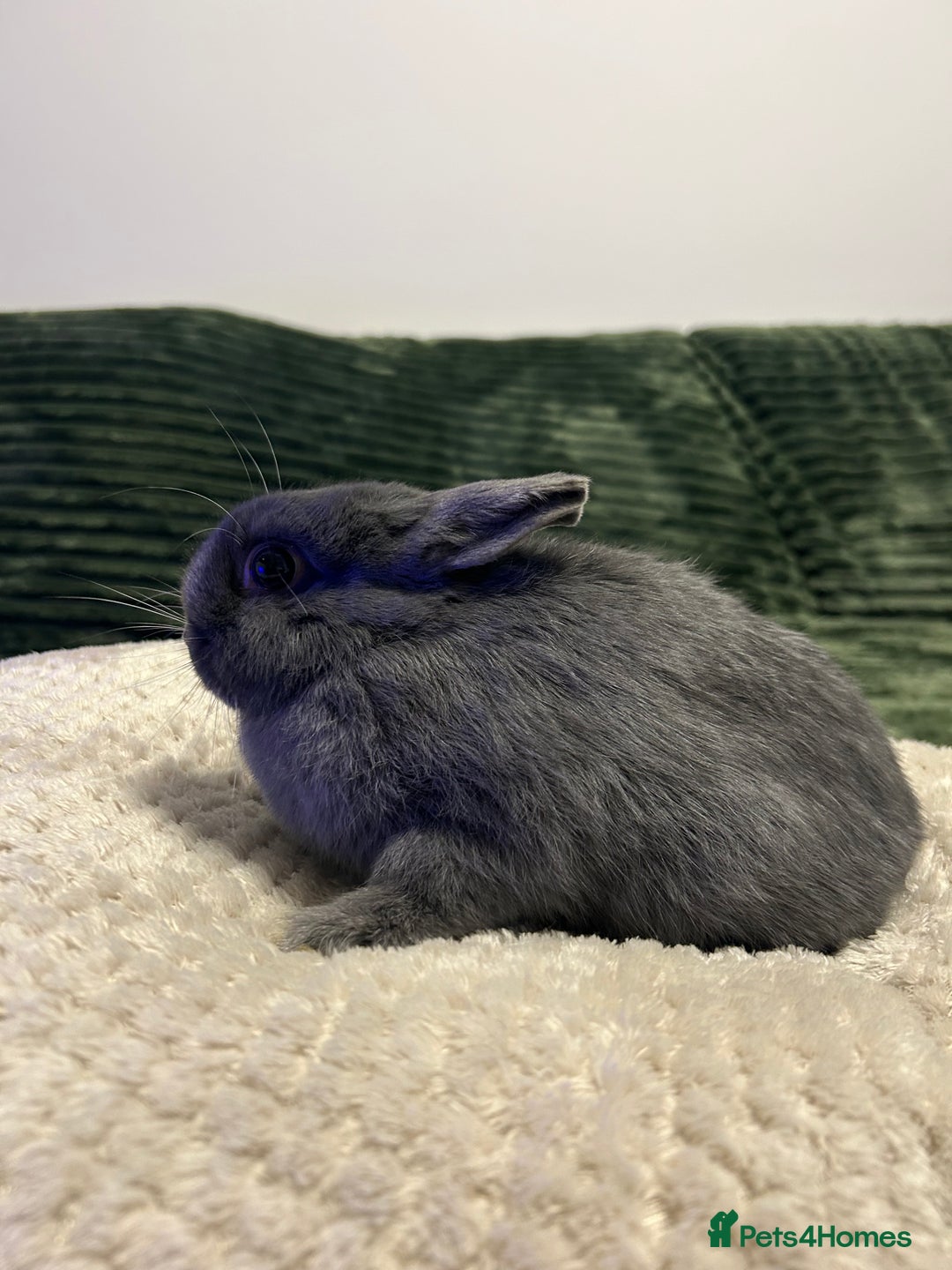 Netherland Dwarf rabbits for sale: Netherland dwarf brothers ready to go  - Advert 6