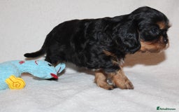 Cavalier King Charles Spaniel dogs for sale: Gorgeous Cavalier King Charles Spaniel puppies - Image 21